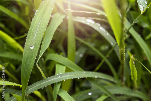 water on the leaf and grass