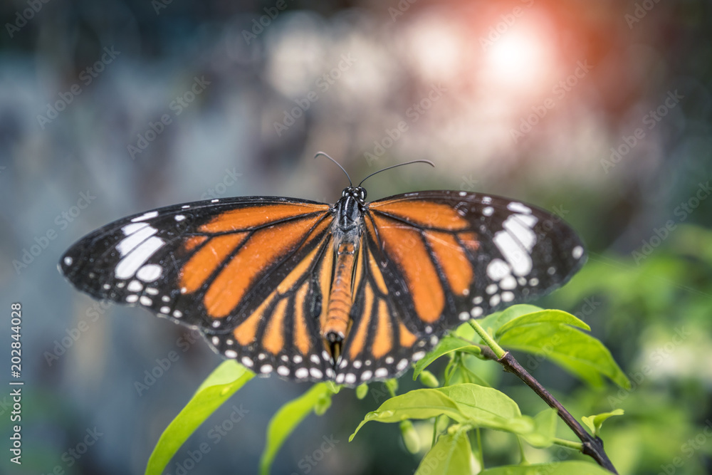Fototapeta premium Butterfly on the white blooming flower