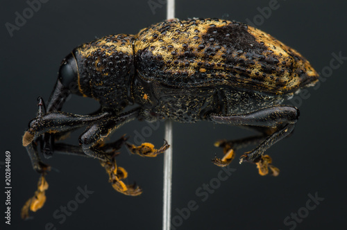 Weevil preserved with entomological pins © Santiago