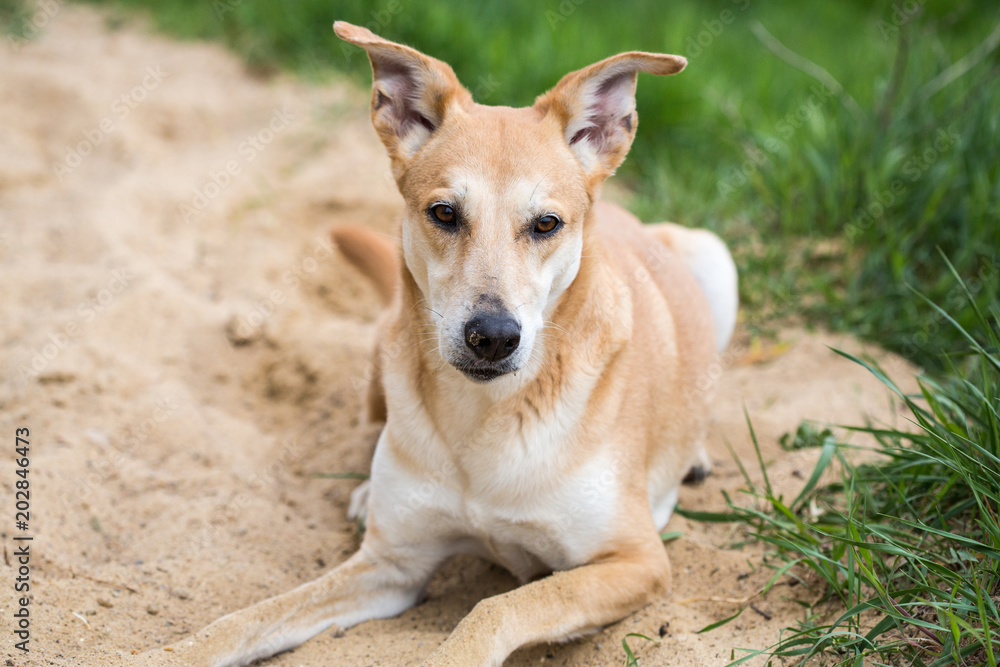 red-haired dog runs along sand. dog sporting in nature. big cute dog on sunny day in sand. the dog digs pits in sand red-haired dog runs along sand. dog sporting in nature. big cute dog on sunny day in sand. the dog digs pits in sand