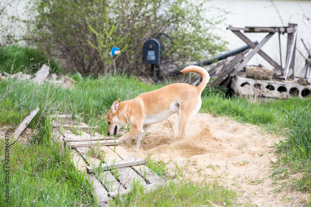 is sand good for dog runs