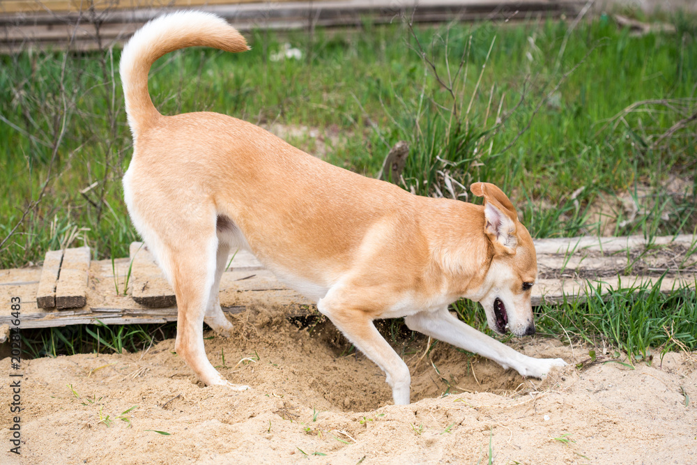 red-haired dog runs along sand. dog sporting in nature. big cute dog on sunny day in sand. the dog digs pits in sand