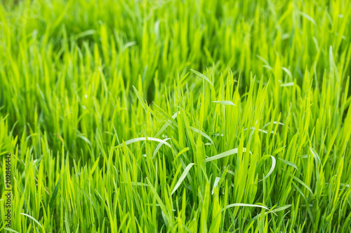 meadow grass close-up. Green field grass in the sun. Green herbal background.
