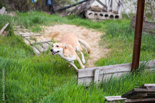 red-haired dog playing on grass. dog sporting in nature. big cute dog on sunny day in meadow