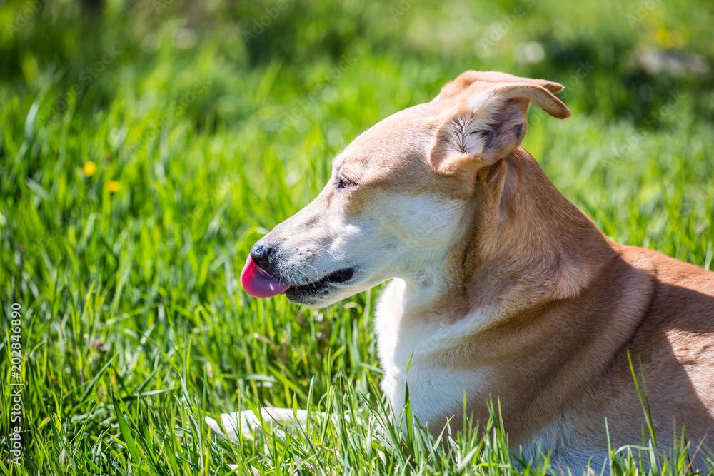 dog playing on grass. dog sporting in nature. big cute dog on sunny day in meadow dog playing on grass. dog sporting in nature. big cute dog on sunny day in meadow