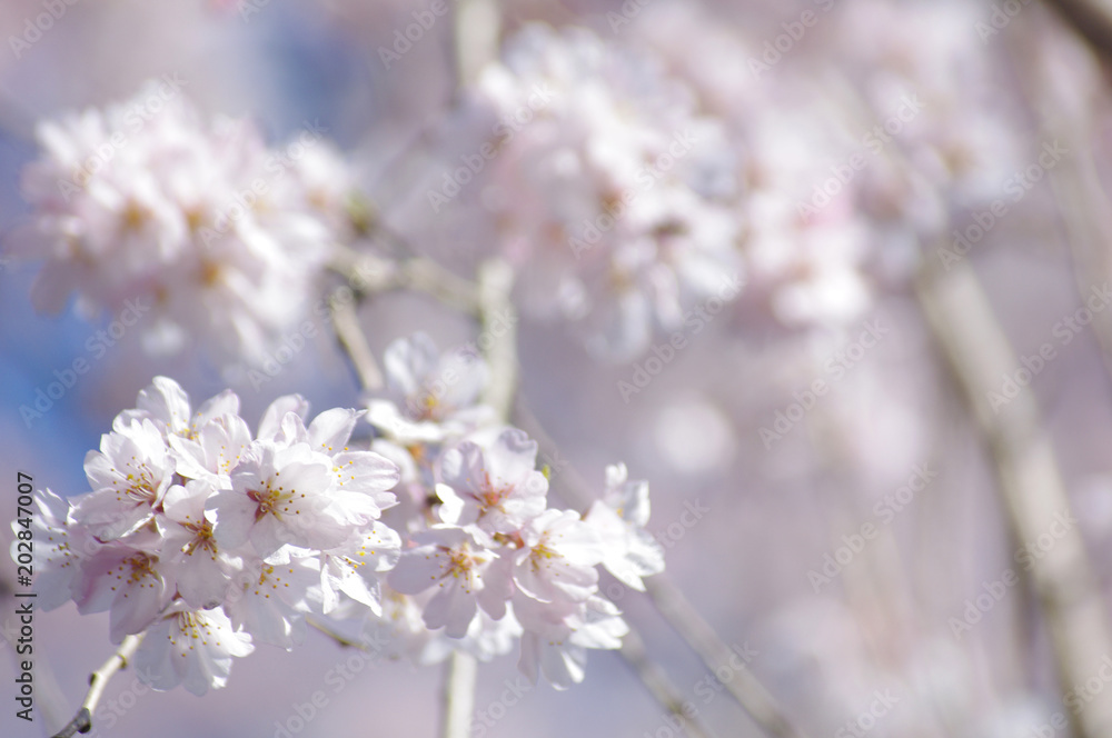 桜の花マクロ