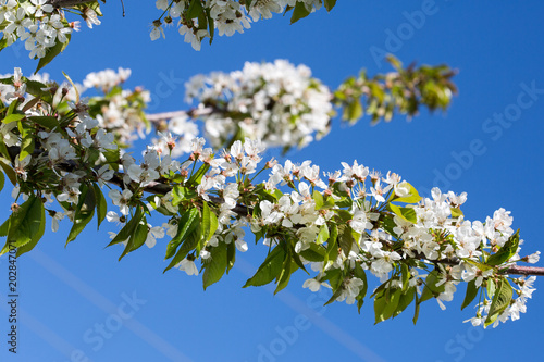 cherry blossom. A cherry tree flowers close-up. Spring flowering of fruit trees.