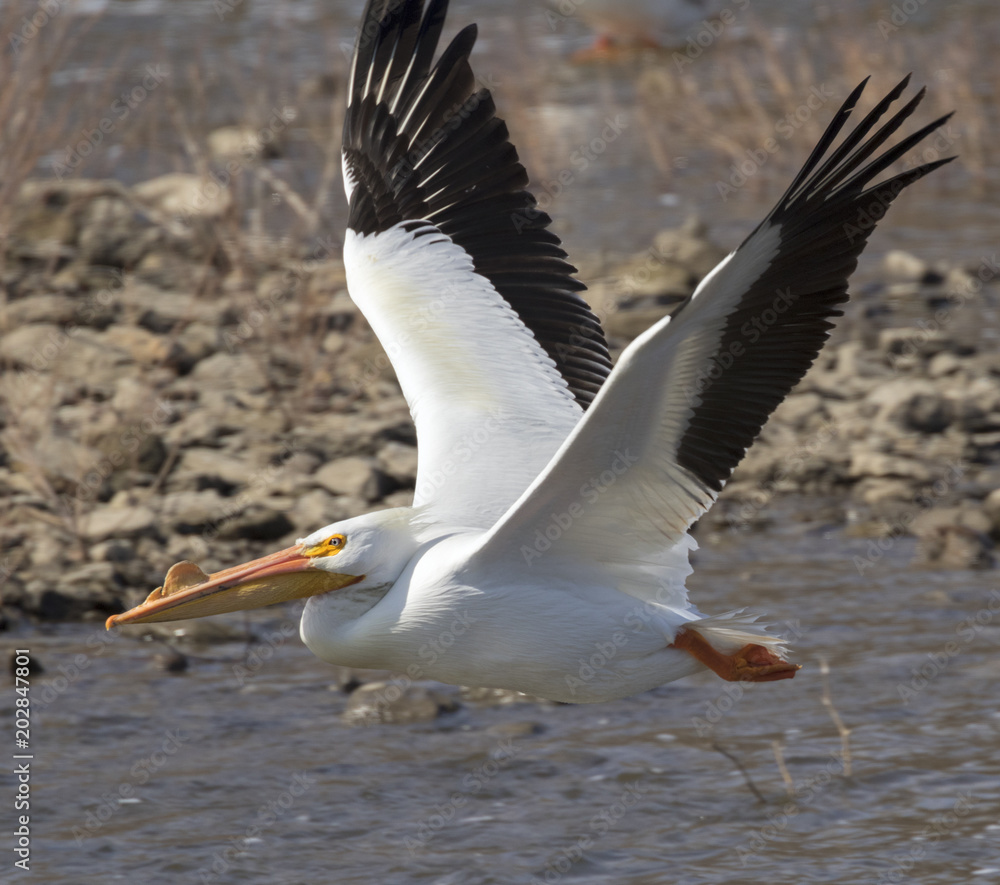 American white pelican (Pelecanus erythrorhynchos) flying, Saylorville, Iowa, USA American white pelican (Pelecanus erythrorhynchos) flying, Saylorville, Iowa, USA