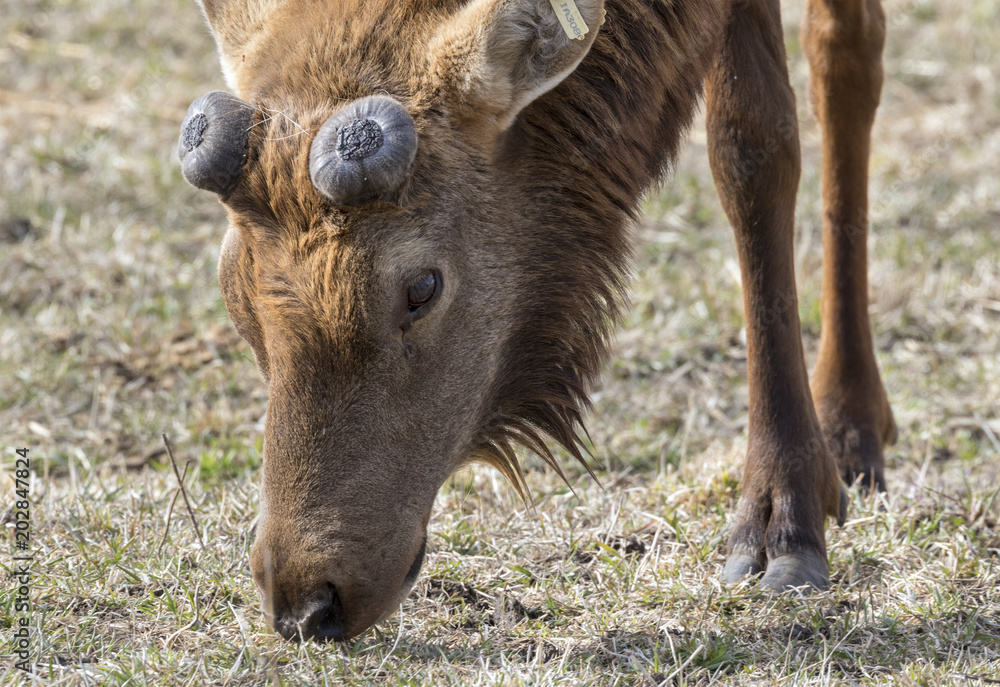 Large bull elk (Cervus canadensis) shed his antlers Large bull elk (Cervus canadensis) shed his antlers
