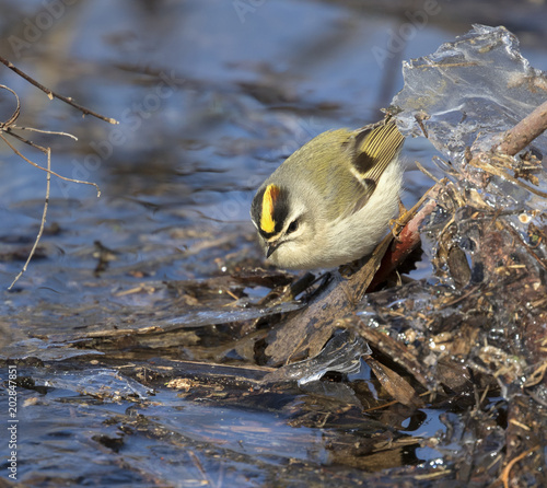 Golden-crowned kinglet (Regulus satrapa)in wood debris, Saylorville, Iowa, USA photo