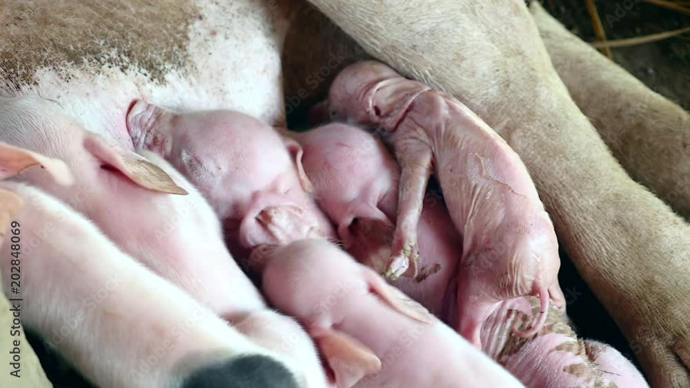 Newborn piglets grasping the sow's teats and fighting to suckle mother's milk ( close up ) Newborn piglets grasping the sow's teats and fighting to suckle mother's milk ( close up )