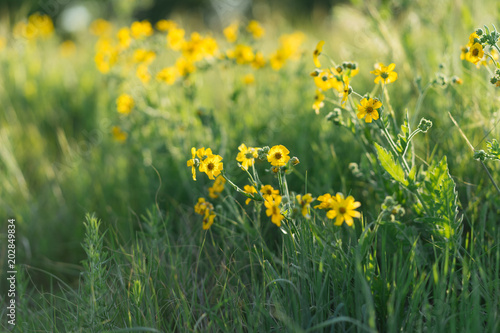Yellow flowers on a sunny spring day in Texas © photocinemapro