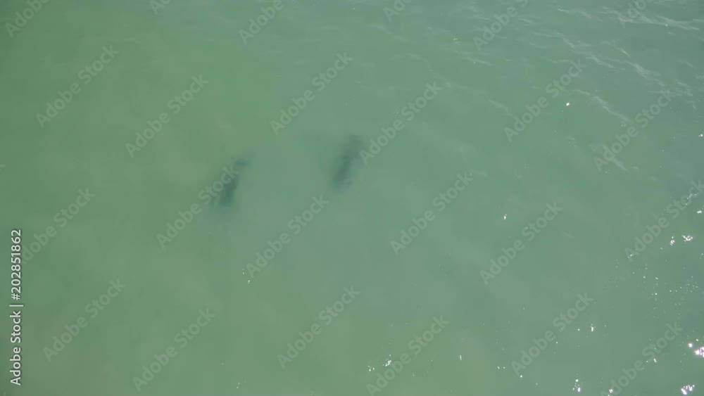 An aerial shot of a school of dolphin on shark bay in Australia. An aerial shot of a school of dolphin on shark bay in Australia.
