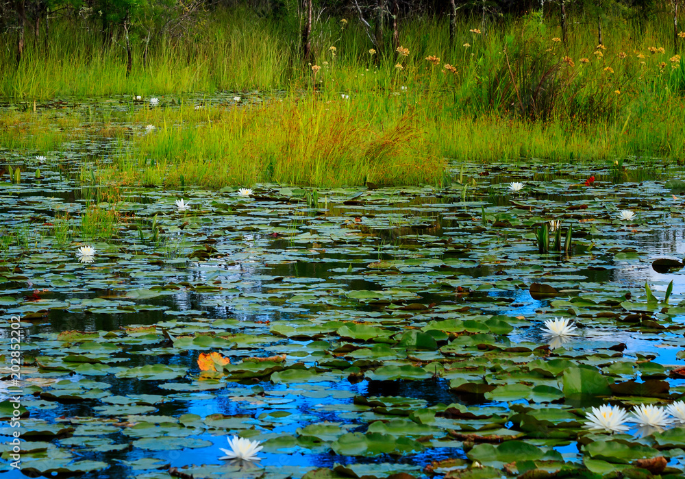 Lilly pads on blue Water Lilly pads on blue Water