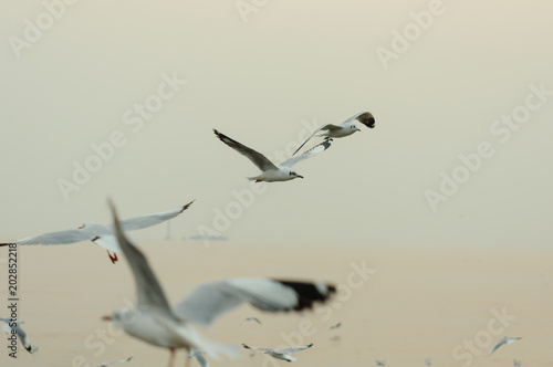 Many Seagulls flying at coast in Thailand on sunny afternoon