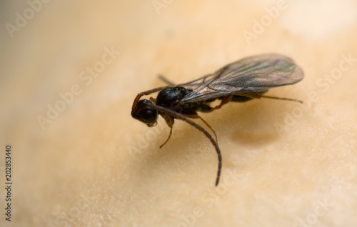 Parasite wasp on mushroom photographed with high magnification