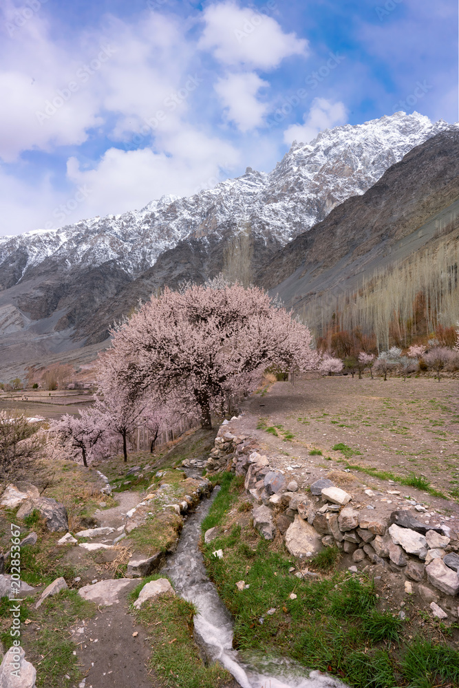 a small running stream with pink cherry trees with high snow mountain cap and blue sky a small running stream with pink cherry trees with high snow mountain cap and blue sky