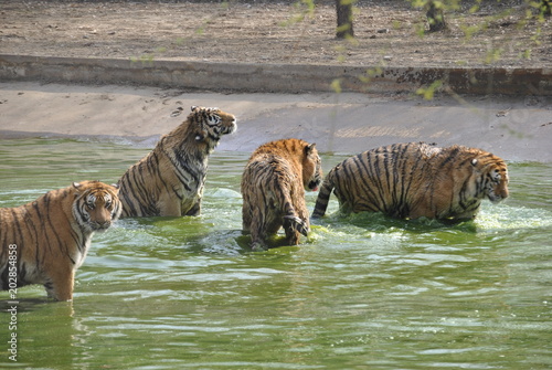 Tigers in Harbin  China