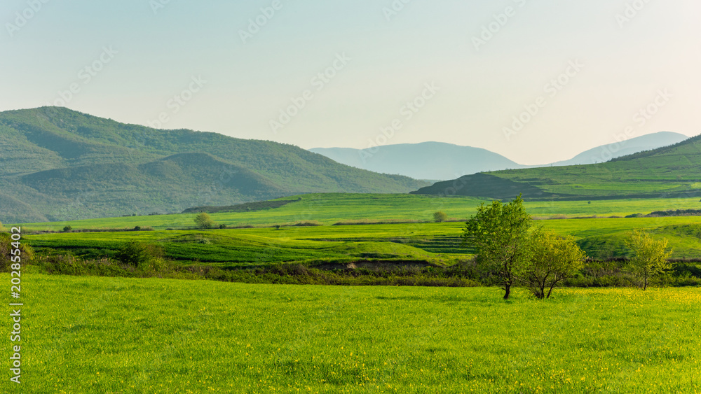 Lonely green tree on farm field