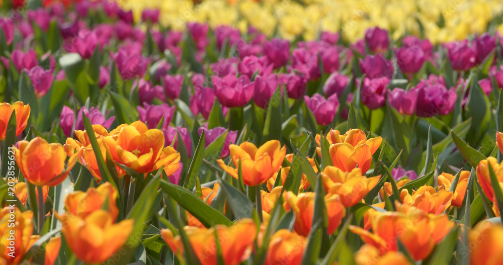 Tulip flower park