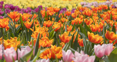 Colorful tulip flower farm © leungchopan
