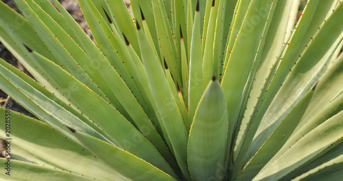Green Agave plant