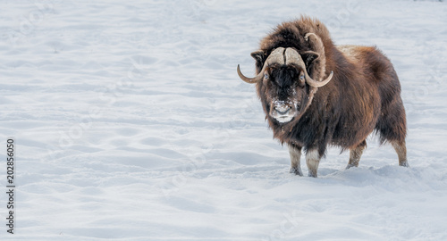 Muskox Looking in Your Eyes photo