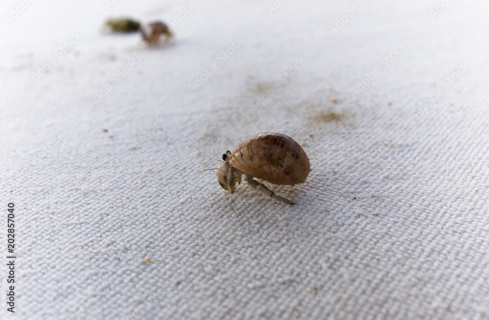 Hermit crab on a white background Hermit crab on a white background