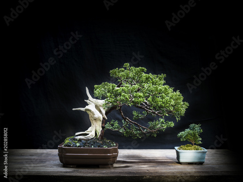 Bonsai juniper & Small cypress bonsai photo