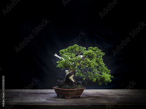 japan bonsai small pot