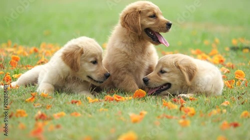 puppy dogs playing on green field 