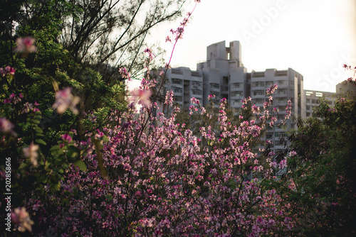 Pink Flowers Blooming During Sunset