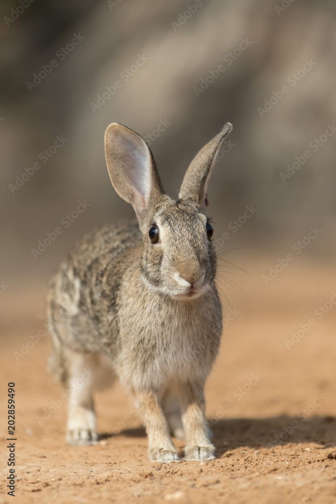 Eastern Cottontail rabbit Eastern Cottontail rabbit