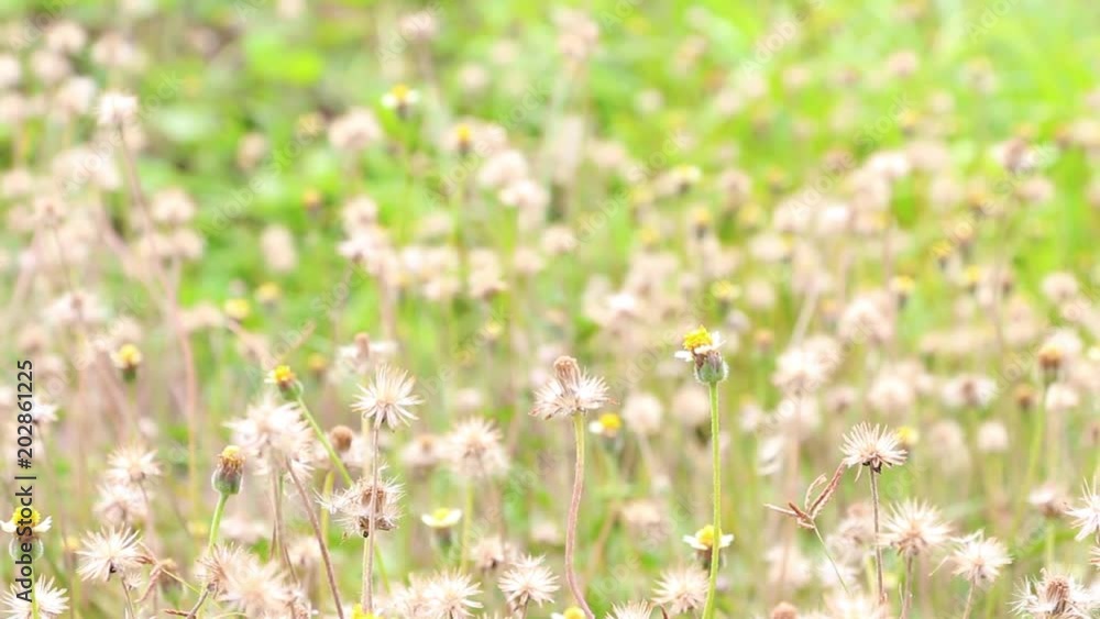 plants dandelions with grass flowers in the morning. plants dandelions with grass flowers in the morning.