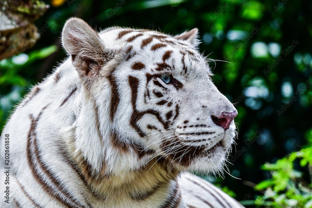 Fototapeta premium White tiger relaxing in water during day time