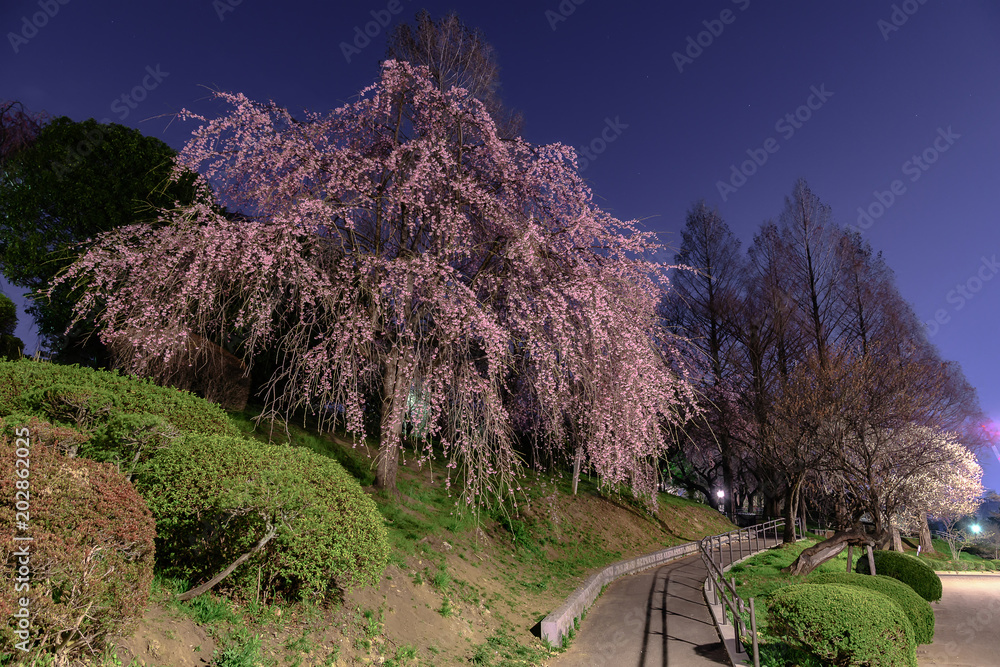 Fototapeta premium 宮城県仙台市の桜の名所 榴岡公園 Tsutsujigaoka park in sendai