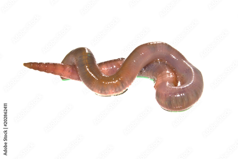 worm isolated on white background worm isolated on white background