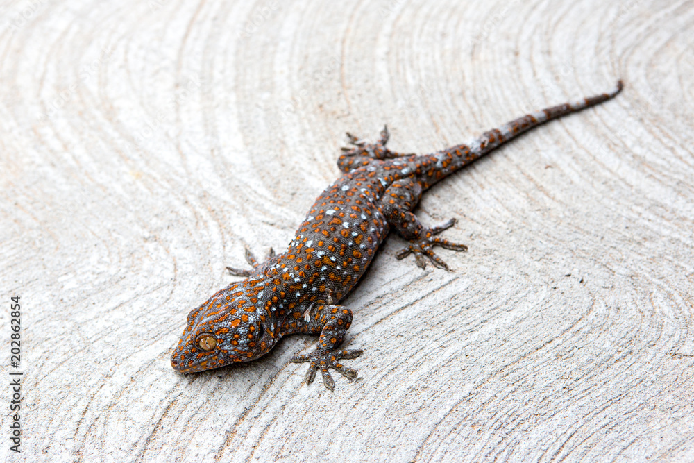 Gecko on the cement floor Gecko on the cement floor