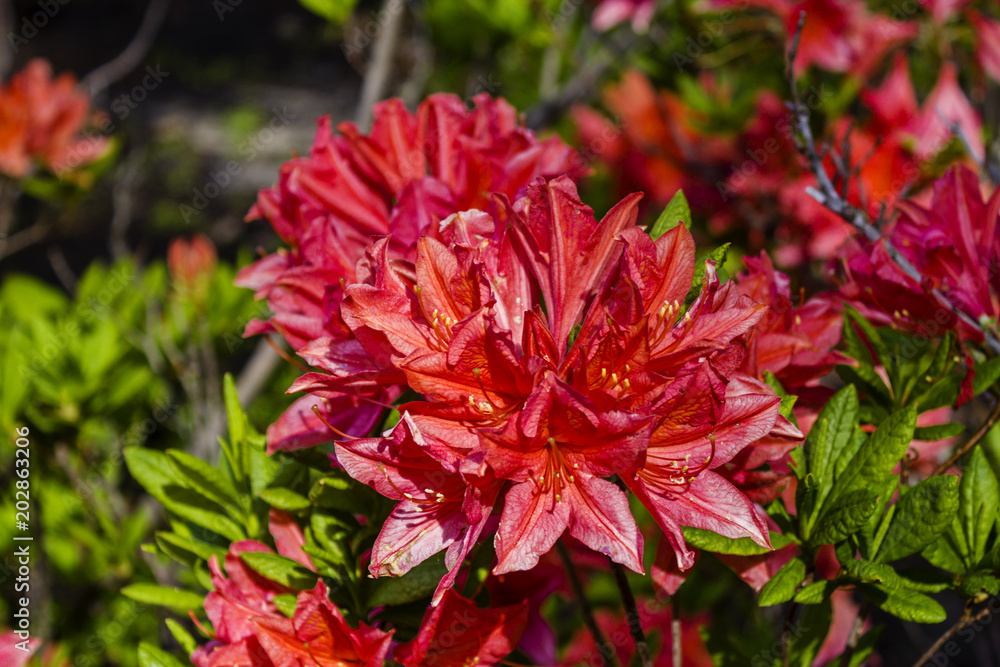 Orange flowers on rhododendron tree Orange flowers on rhododendron tree
