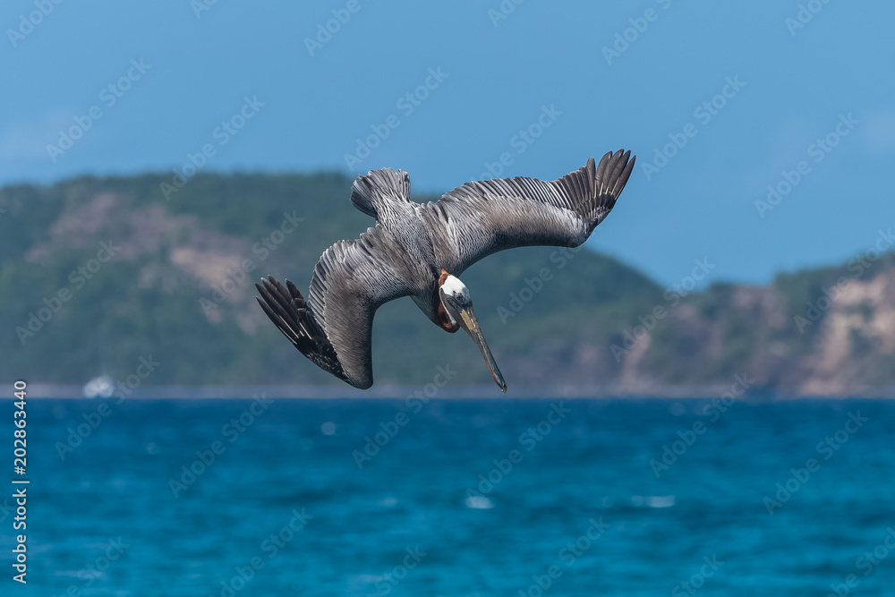 Fototapeta premium Brown pelican in Guadeloupe, bird diving