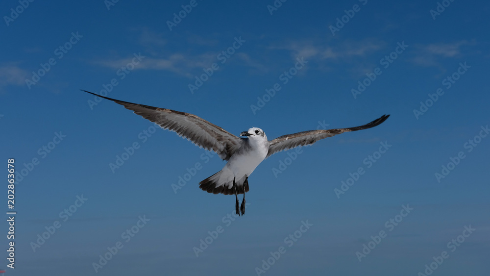 Flying seagull