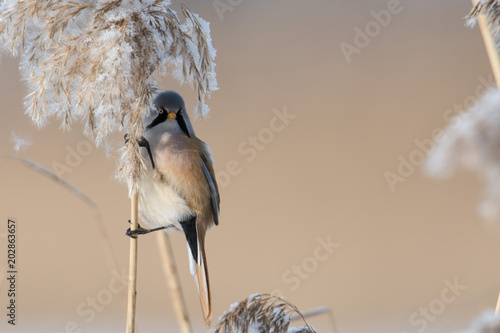 Bearded reedling wąsatka