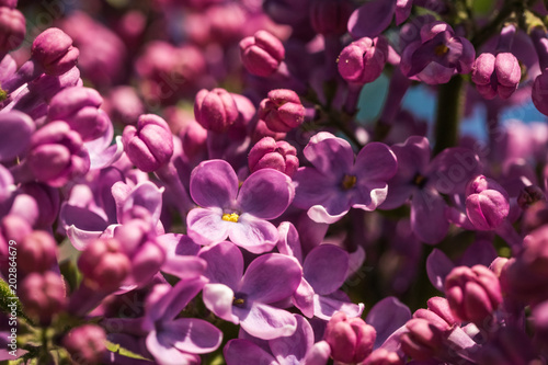 Purple flowers of spring blossoming lilacs