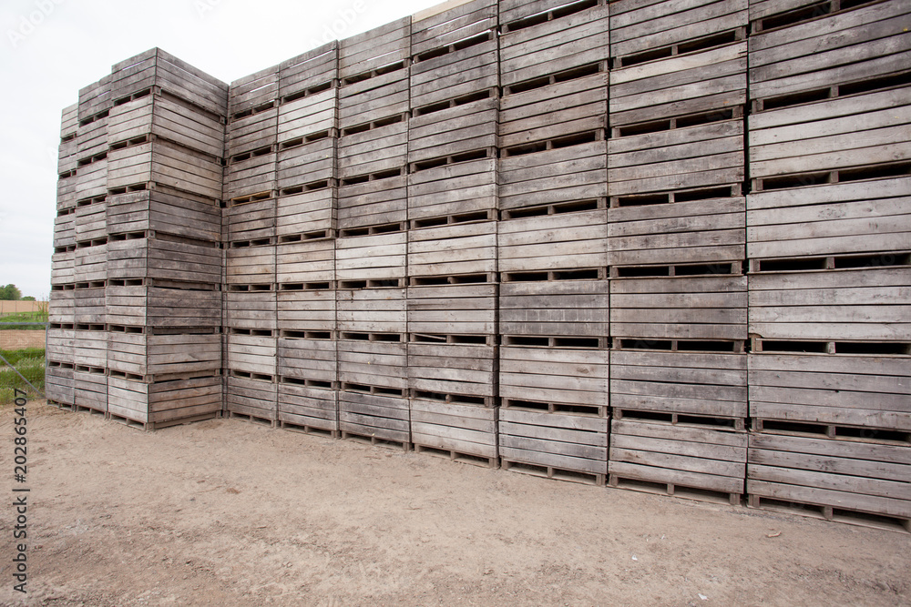 Blossoms of fruit trees with stacked wooden bins Blossoms of fruit trees with stacked wooden bins