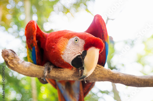 Scarlett Macaw bird parrot in Macaw Mountain, Copan Ruinas, Honduras, Central America photo