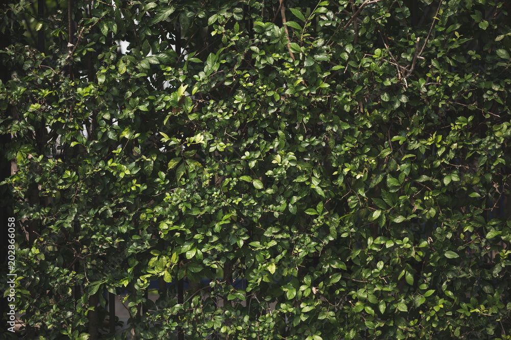 Fototapeta premium green leaves background
