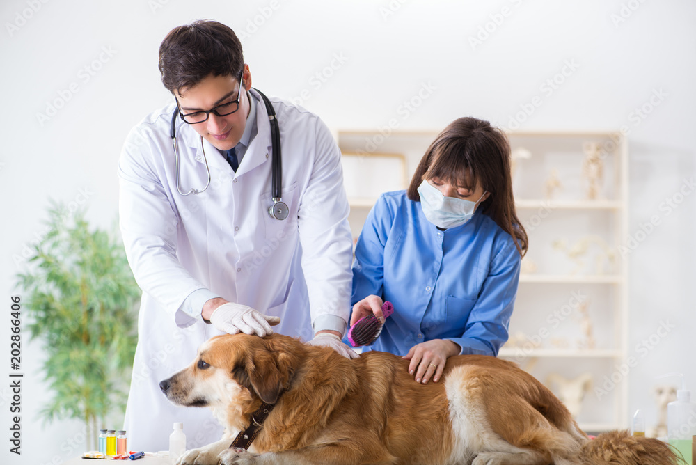 Doctor and assistant checking up golden retriever dog in vet cli