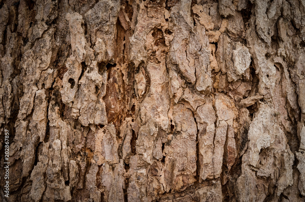 old tree bark in the background. old tree bark in the background.