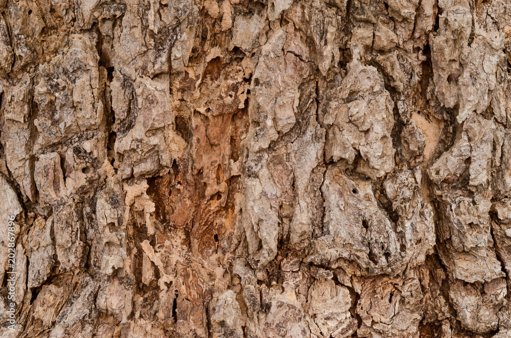 old tree bark in the background. old tree bark in the background.
