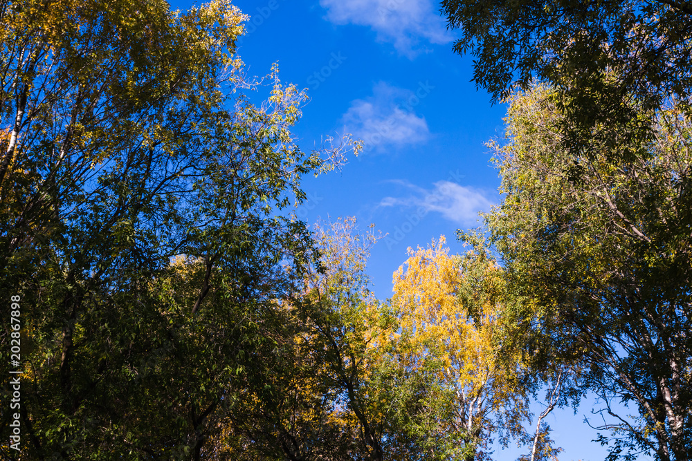 Tops of golden autumn trees on sky background